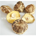 5-5.5cm Grüner natürlicher Deform Shiitake Pilz